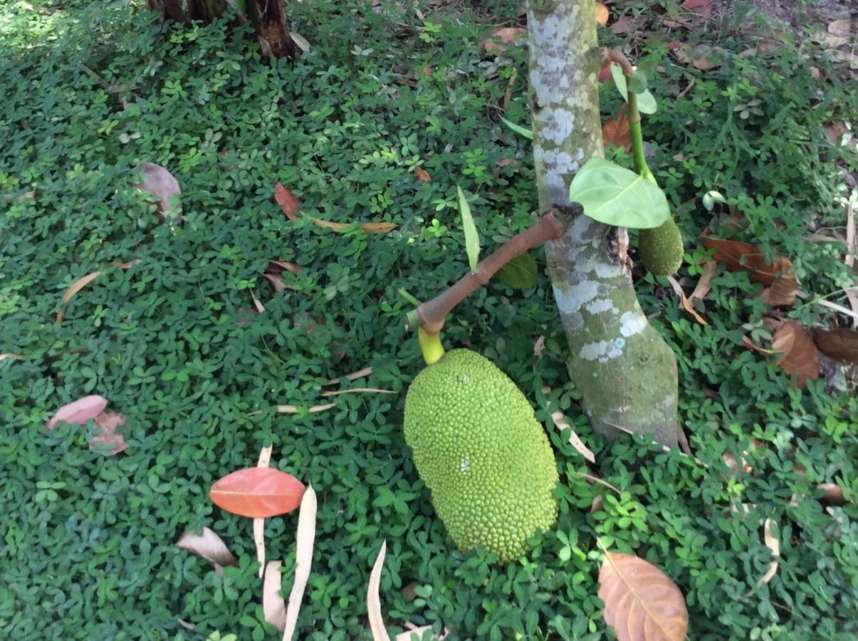 Quoc Phuong Riverside Homestay Ben Tre Kültér fotó